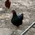 Chickens for sale 5 thumbnail