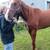 Gelding 1 thumbnail
