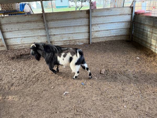 Nigerian Dwarf Billy 1