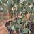Silver Dollar Eucalyptus Shade Trees – 6+ Feet Tall 3 thumbnail