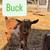 ND bucklings 3 thumbnail