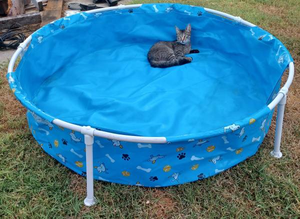 Cool Pool for Dogs (Corpus Christi)63622346051075124