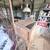 Stand Up Chick Brooder 2 thumbnail