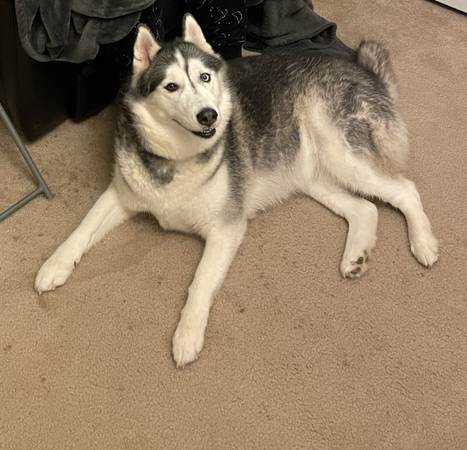 Rehoming for female husky63664482412291120