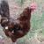 Colorful Egg Layers & Pullets – Build Your Own Easter Basket! ($30 - Elton, LA 2 thumbnail