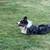 Australian shepherd 4 thumbnail