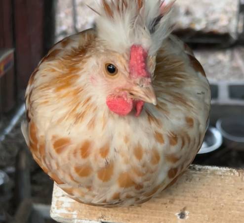 Beautiful tiny rooster 1