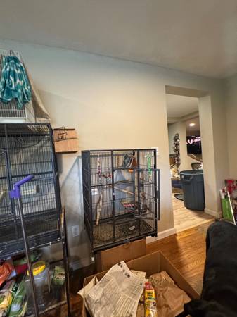 Conures and cage available 1