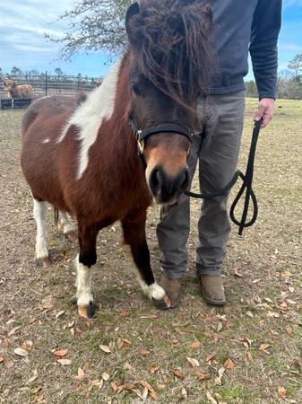 Miniature Stud Horse 1