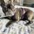 SUPER ⭐️ DOG BOARDING SERVING  NJ PA & NYC BOOK FOR FALL&WINTER!🍁🎅🏻 9 thumbnail