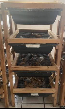 Rat racks 1