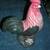 Ceramic Rooster Statue 1 thumbnail