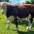 Bulls 3 thumbnail