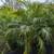 Pygmy Palm 🌴 5 thumbnail