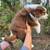 Standard Australian Shepherd Tri Puppies 7 thumbnail
