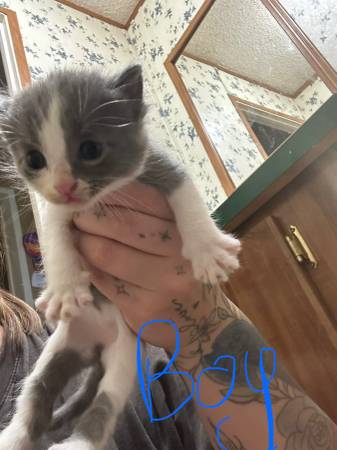 Cat and kittens603332596477480963