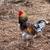 Red Blue Laced Wyandotte Rooster 2 thumbnail
