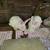 Rabbits 3 thumbnail