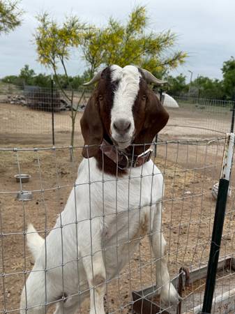 Goat - $350 (Del Rio)