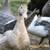 Muscovy ducks 2 thumbnail