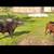 Red Angus bull $4200 obo 7 thumbnail