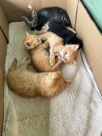 Kittens 1
