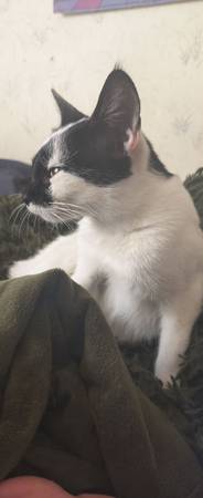 Free Kitten (Farmington)63902738724227120