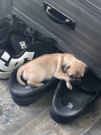 Cachorro Chug (Benton City)584162424191733764