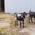 Mini nubian buckling or wether 2 thumbnail
