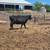 Bred Beef Cows 3 thumbnail