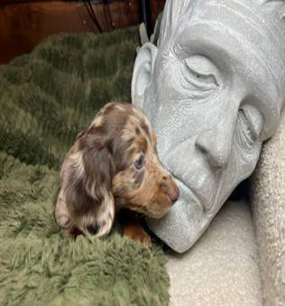 Cachorro de teckel registrado en el AKC (213-91siete-1707)64667265130753120