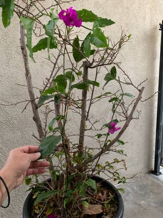 CAN BAN CAY BONG GIAY COME WITH SPASSION TREE CHEAP 1