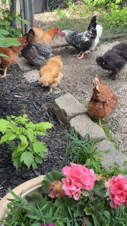 chickens 1