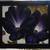 Black and Purple Petunias Georgia O'Keeffe recreation (black framed) 1 thumbnail