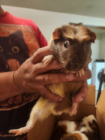 Guinea pigs need homes now! (Lacey)63858405194243122
