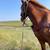 Anyone can ride Draft cross Gelding 15 thumbnail