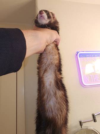 FOUND FERRET (Greenwood)63942500140290122