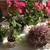 Mature GERANIUM HOUSEPLANTS - Easy Care Plants 6 thumbnail