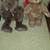 Boyds Bears 2 thumbnail