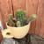 Cactus 9 thumbnail