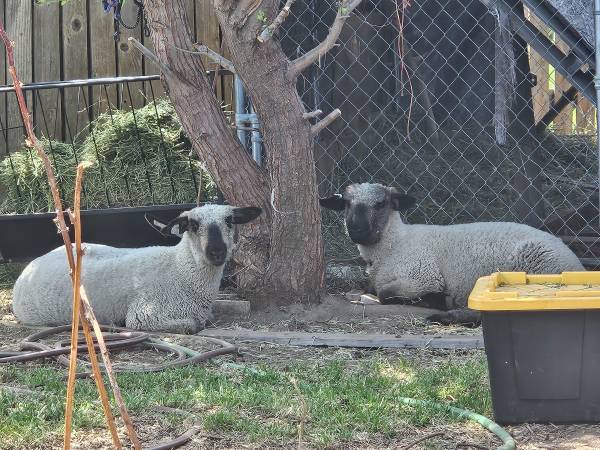 Wether Lambs 1