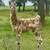 Baby Llamas! 1 thumbnail