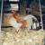 Looking for Red Pyle Old English Game Bantams 8 thumbnail
