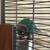 Turquoise Conure 8 thumbnail