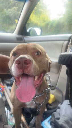 Red nose pit 1