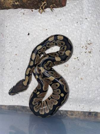Baby ball pythons (Des Moines)63671573137921120