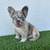 Fluffy frenchie 3 thumbnail