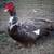 Muscovy Ducks 5 thumbnail