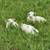 Regeneratively Raised Katahdin Lambs 10 thumbnail