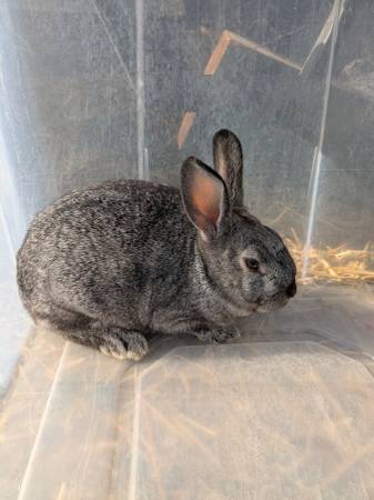 Dwarf rabbit kits 1